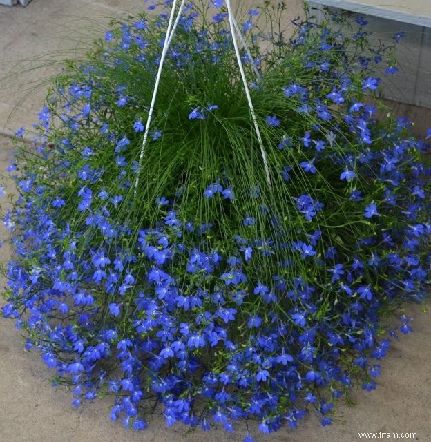 Gardez votre jardin en bon état avec des annuelles à floraison automnale 