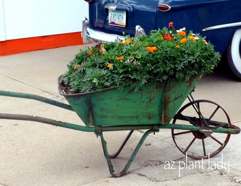 Gardez votre jardin en bon état avec des annuelles à floraison automnale 