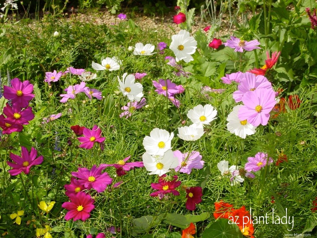 Gardez votre jardin en bon état avec des annuelles à floraison automnale 