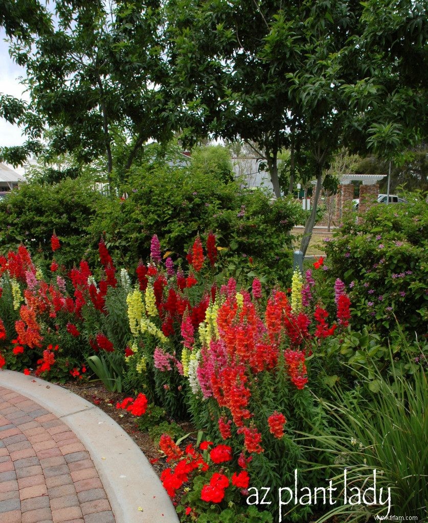 Gardez votre jardin en bon état avec des annuelles à floraison automnale 