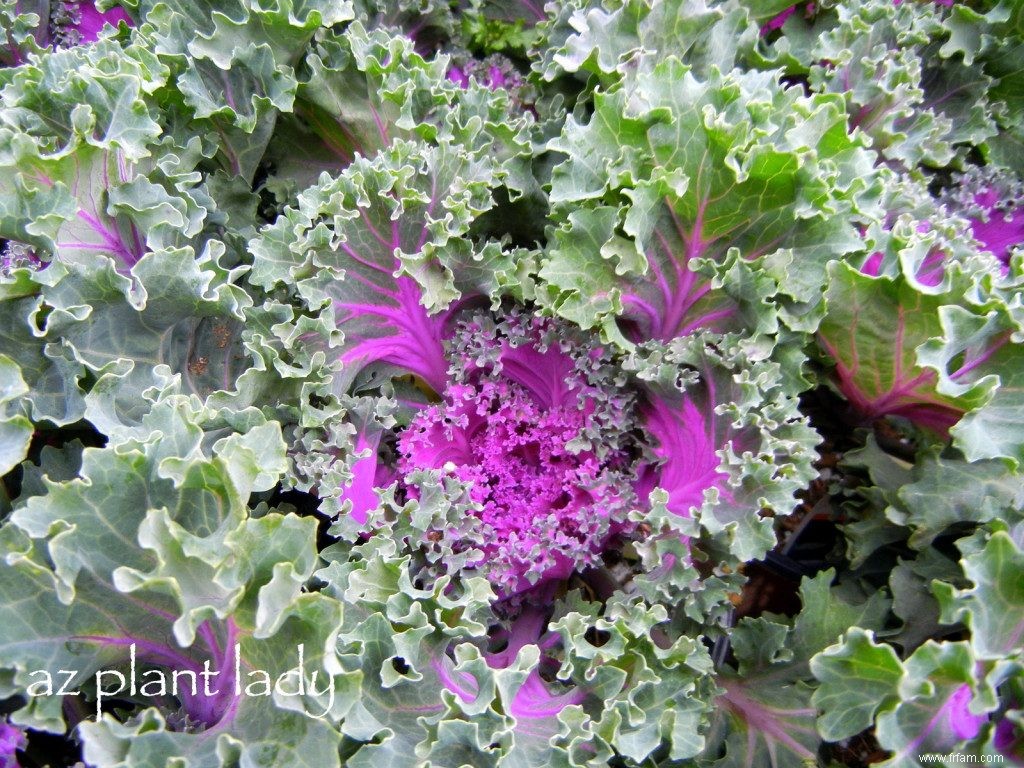 Gardez votre jardin en bon état avec des annuelles à floraison automnale 