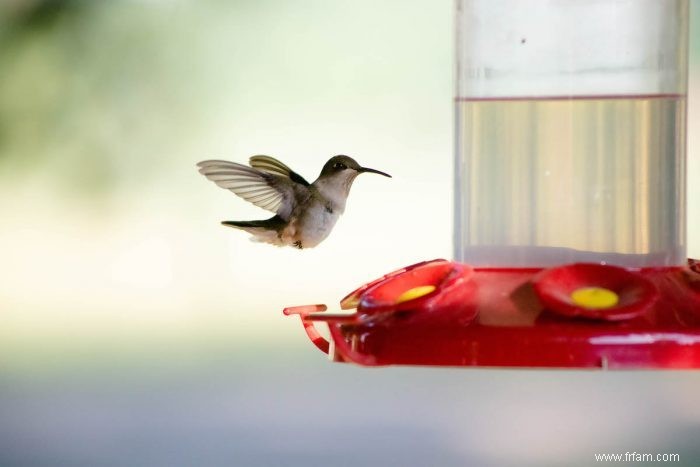 9 aliments que vous ne devriez jamais donner aux oiseaux 