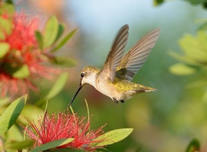 Découvrez la vérité sur les mythes courants sur les colibris 