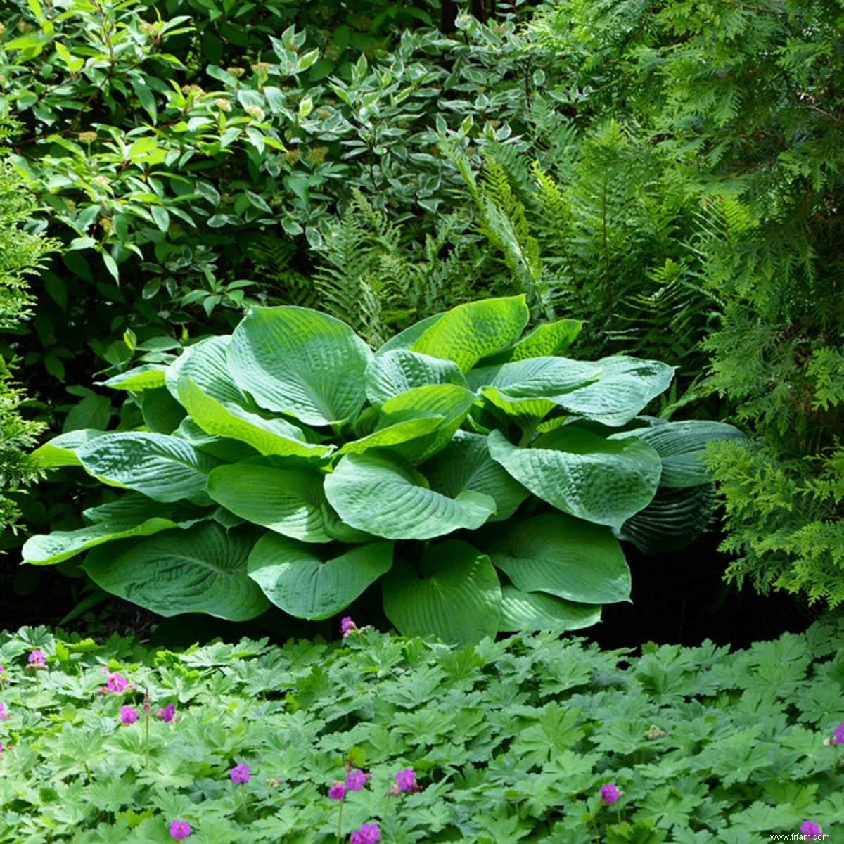 Quelles régions et zones sont les meilleures pour cultiver des hostas ? 