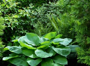 Quelles régions et zones sont les meilleures pour cultiver des hostas ? 