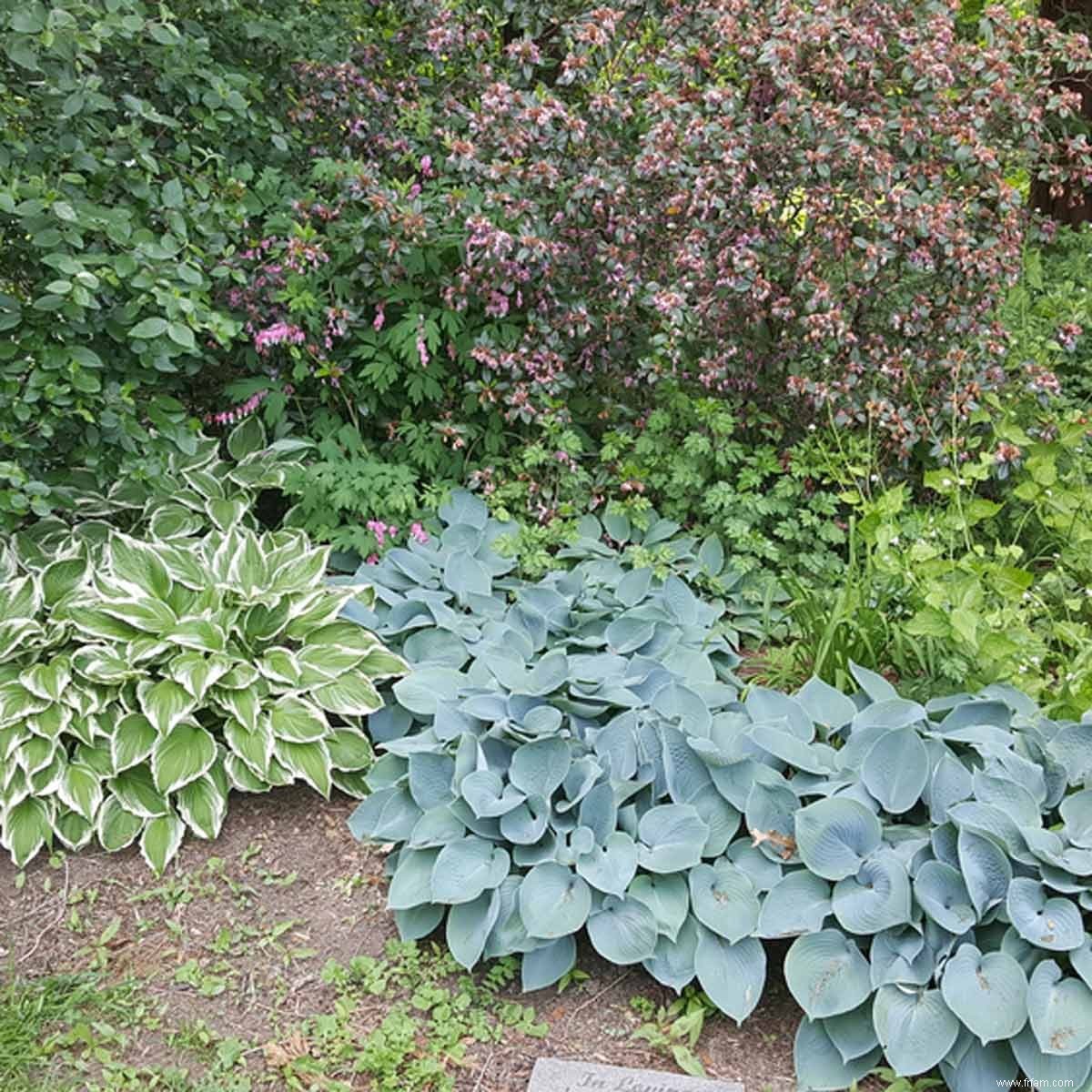 Quelles régions et zones sont les meilleures pour cultiver des hostas ? 