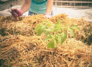 Ce qu il faut savoir sur le jardinage en balles de foin 