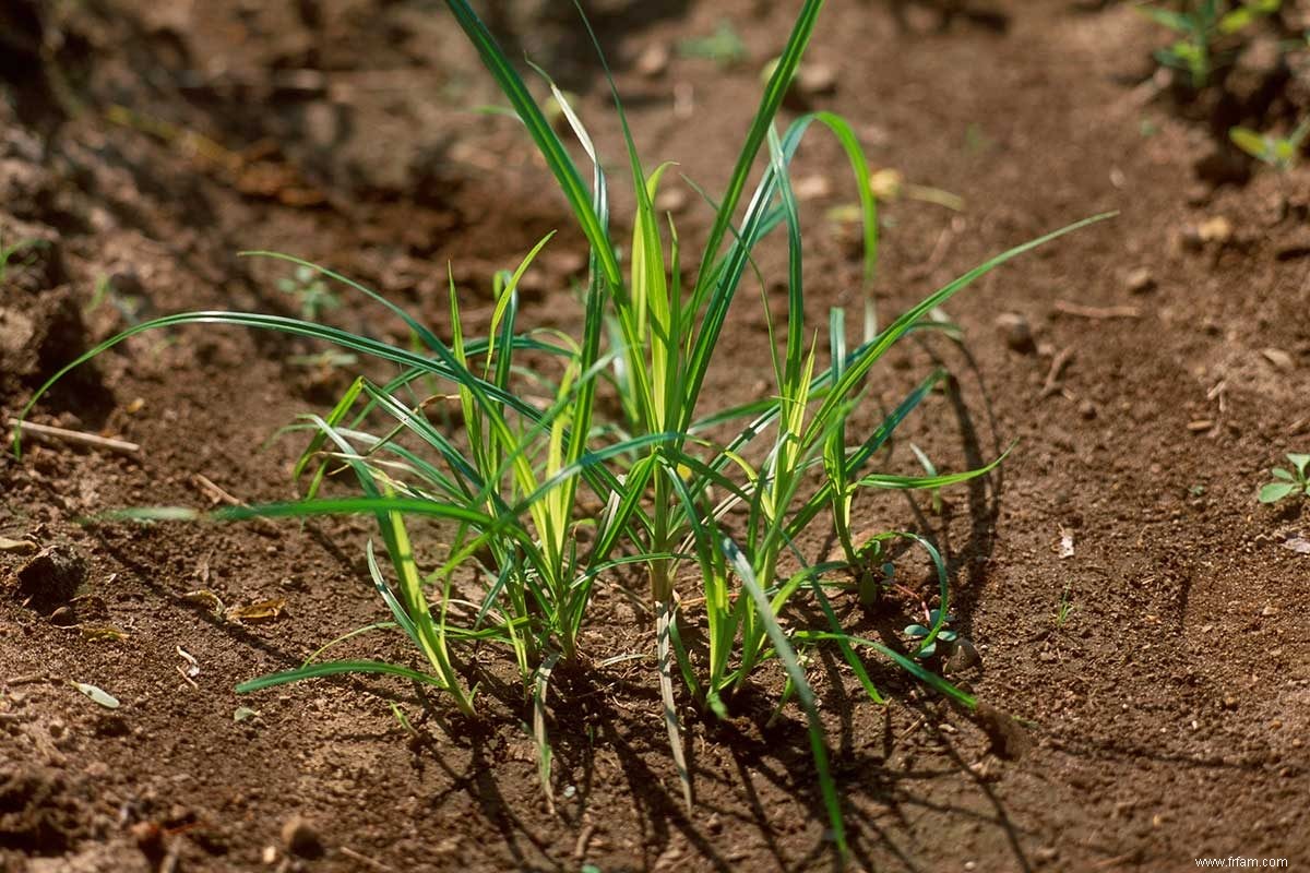 30 mauvaises herbes communes et comment les identifier (plus un tableau téléchargeable gratuitement) 