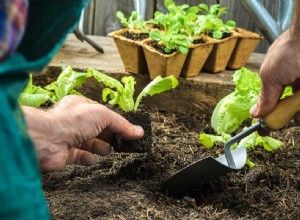 Tout ce qu il faut savoir sur le semis de graines 