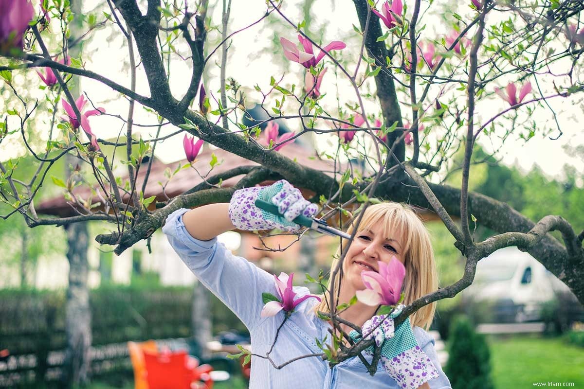 Comment planter et faire pousser un magnolia 