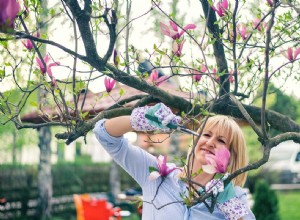 Comment planter et faire pousser un magnolia 