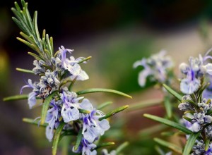 6 herbes pour les colibris 