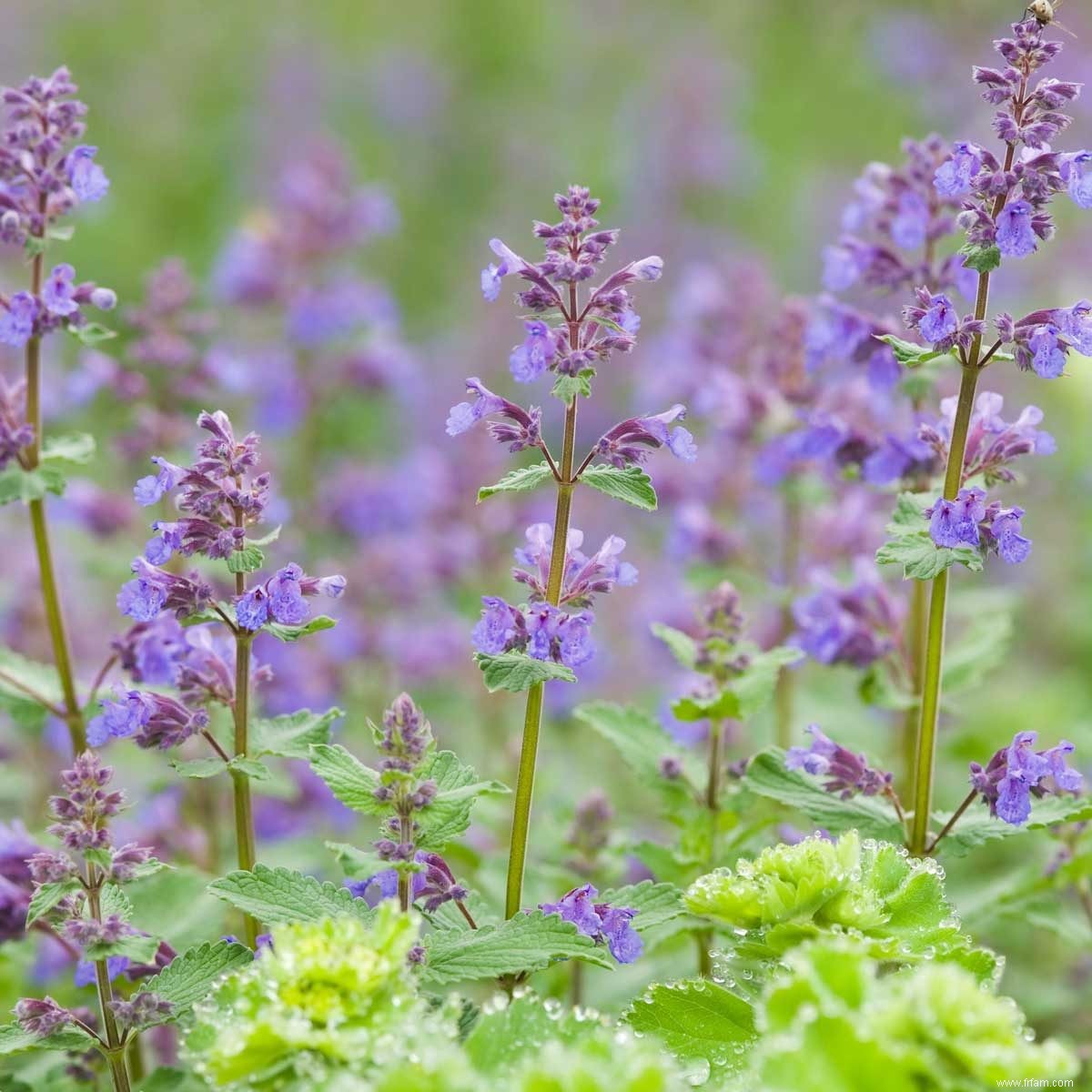 6 herbes pour les colibris 