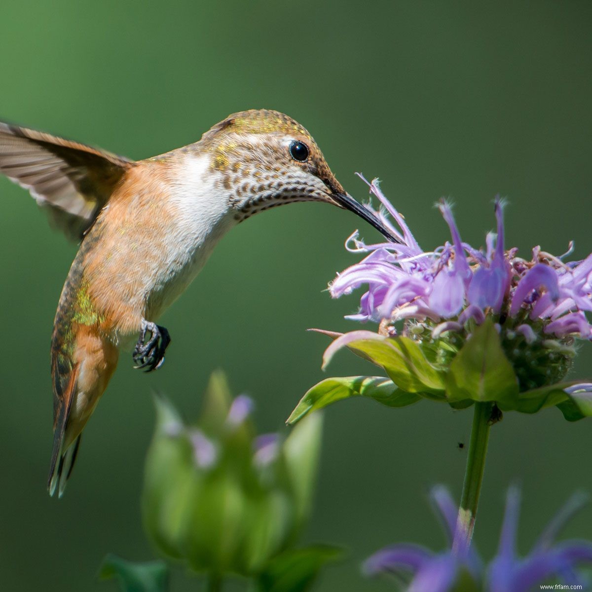 6 herbes pour les colibris 