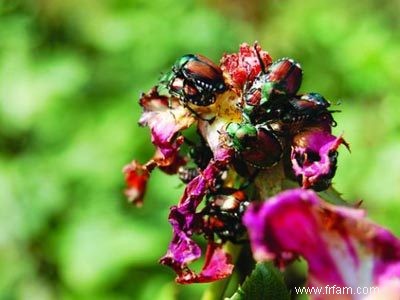 Jardins de roses :ma réponse radicale aux scarabées japonais 