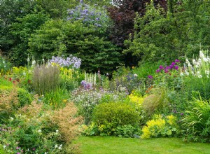 7 erreurs de jardinage que vous pourriez commettre avec vos plantes vivaces 