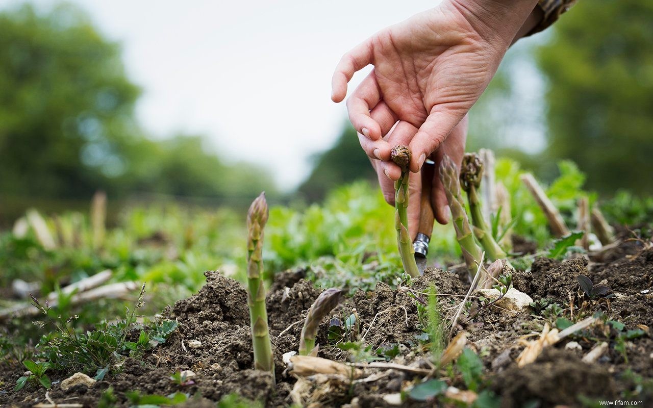 10 légumes vivaces que vous pouvez planter et oublier 