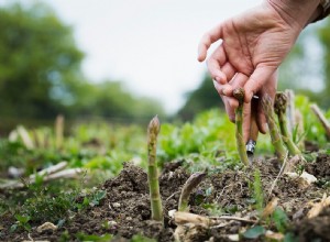 10 légumes vivaces que vous pouvez planter et oublier 