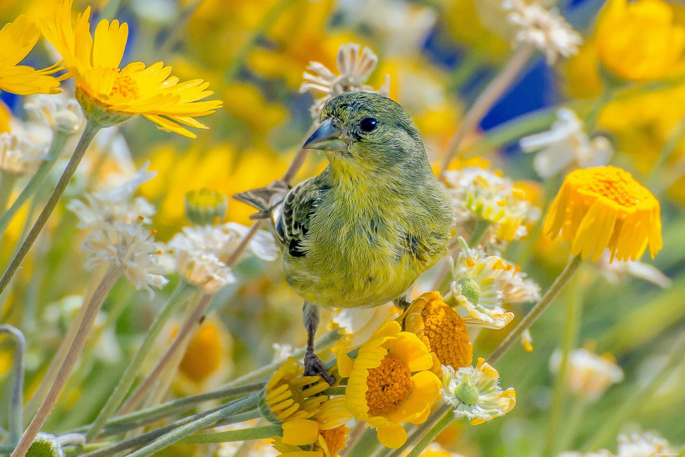 Créez l habitat faunique ultime dans votre arrière-cour 