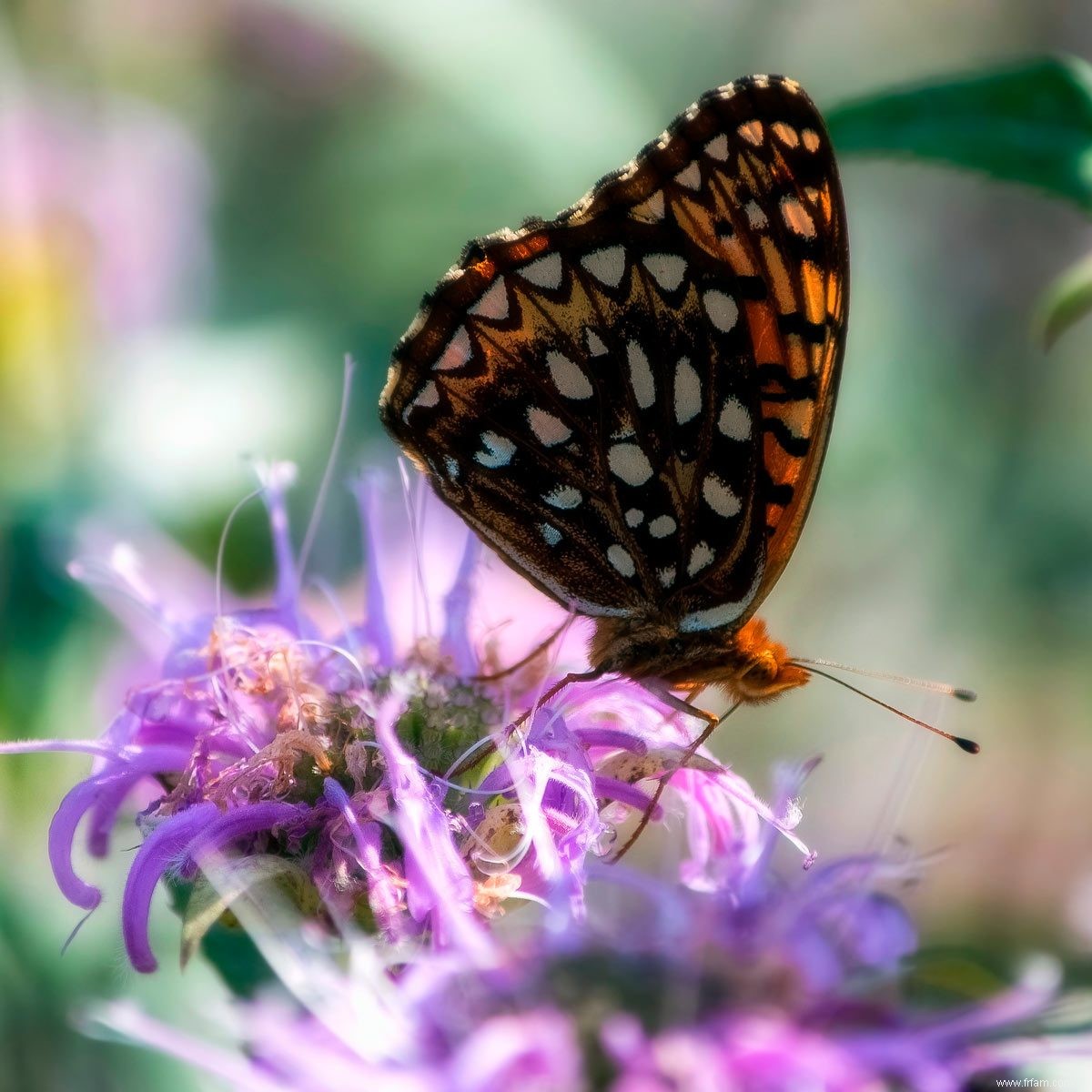 Créez l habitat faunique ultime dans votre arrière-cour 