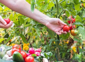 5 erreurs courantes dans le jardin potager du jardin 