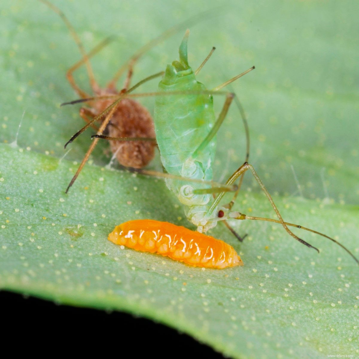 Des insectes qui sont réellement bons pour votre jardin 