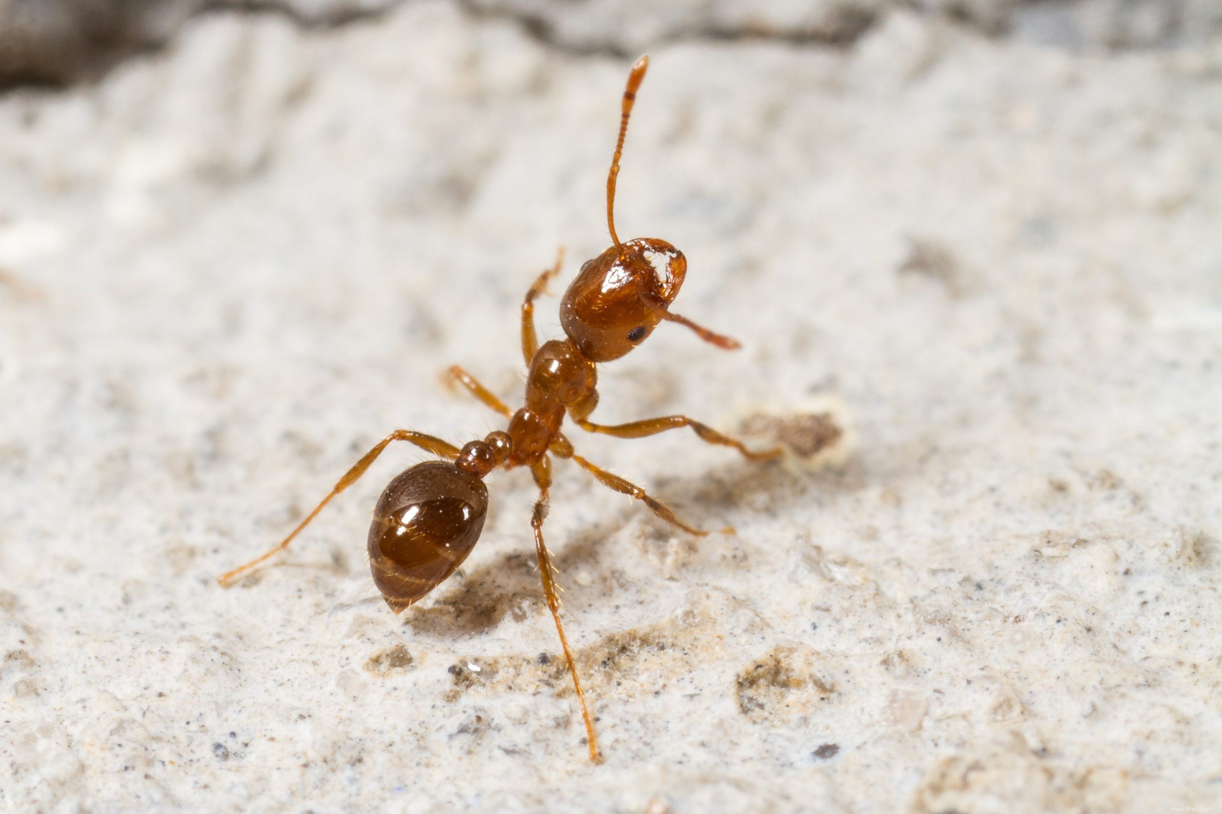 Des insectes qui sont réellement bons pour votre jardin 