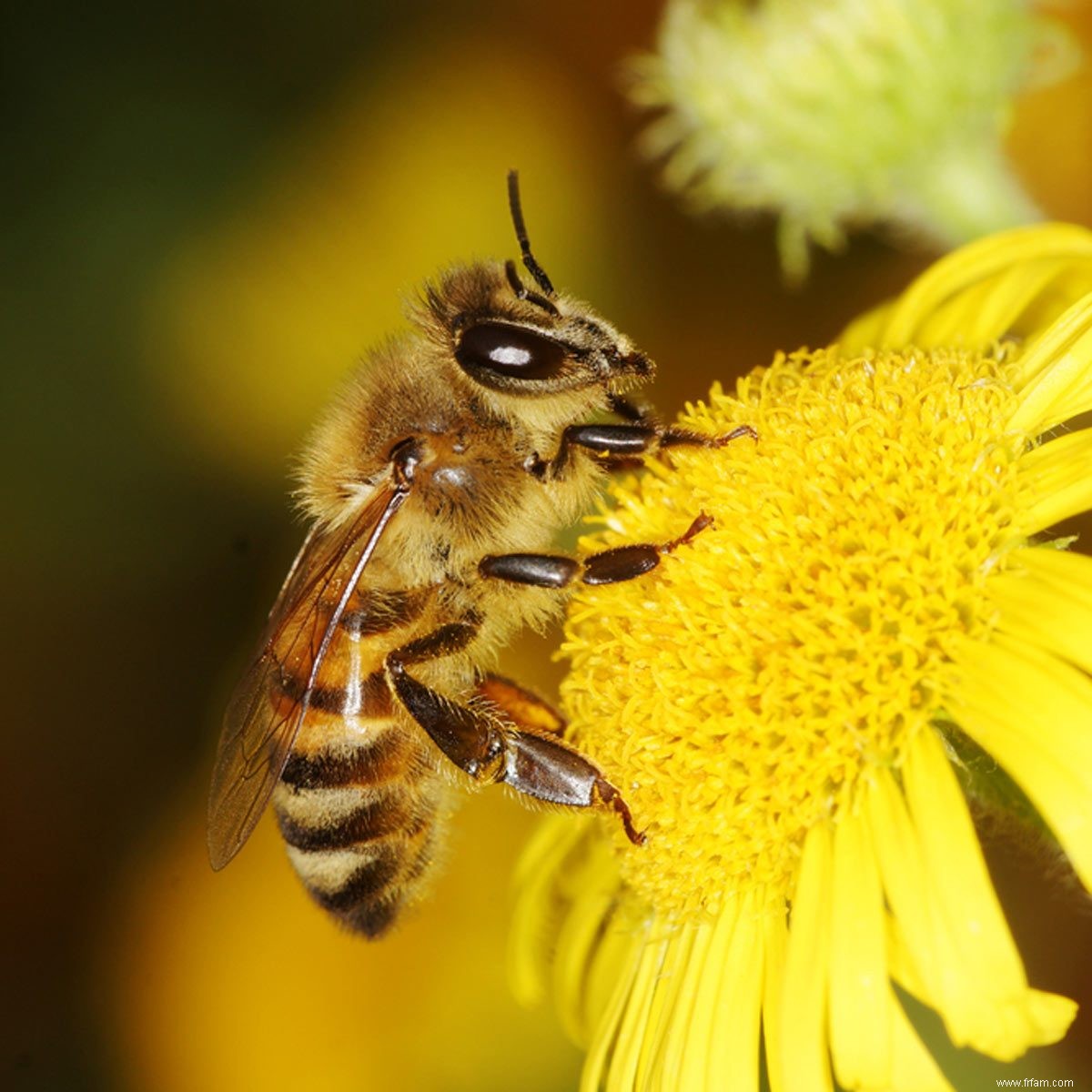 10 choses folles que vous ne saviez pas sur les abeilles 