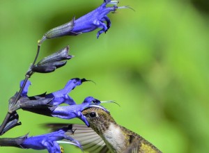 Quelles plantes les colibris aiment-ils le plus ? 