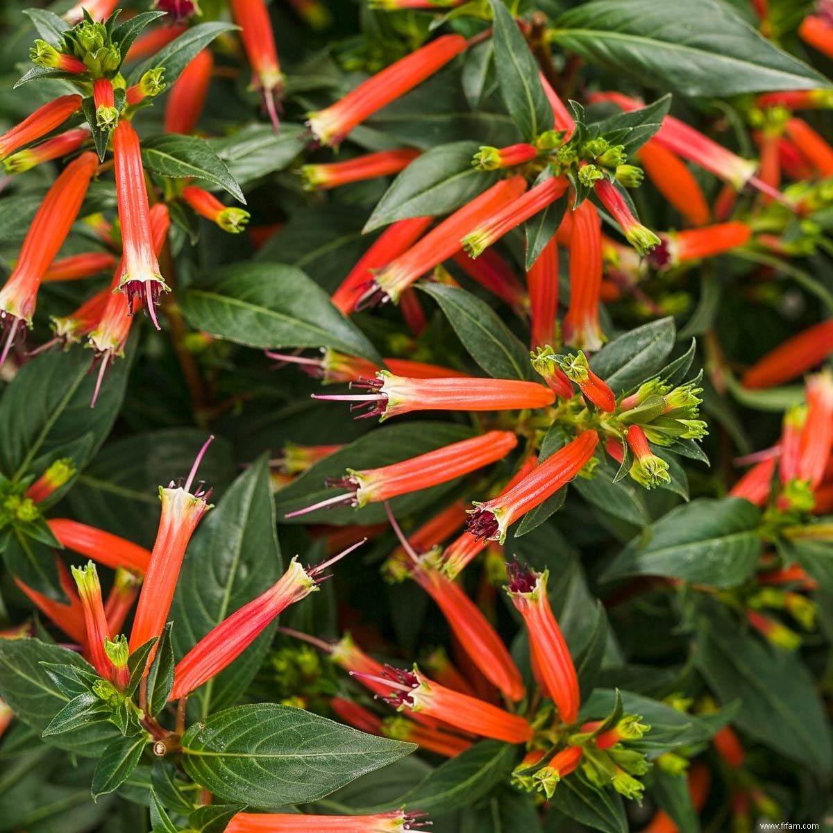 Quelles plantes les colibris aiment-ils le plus ? 