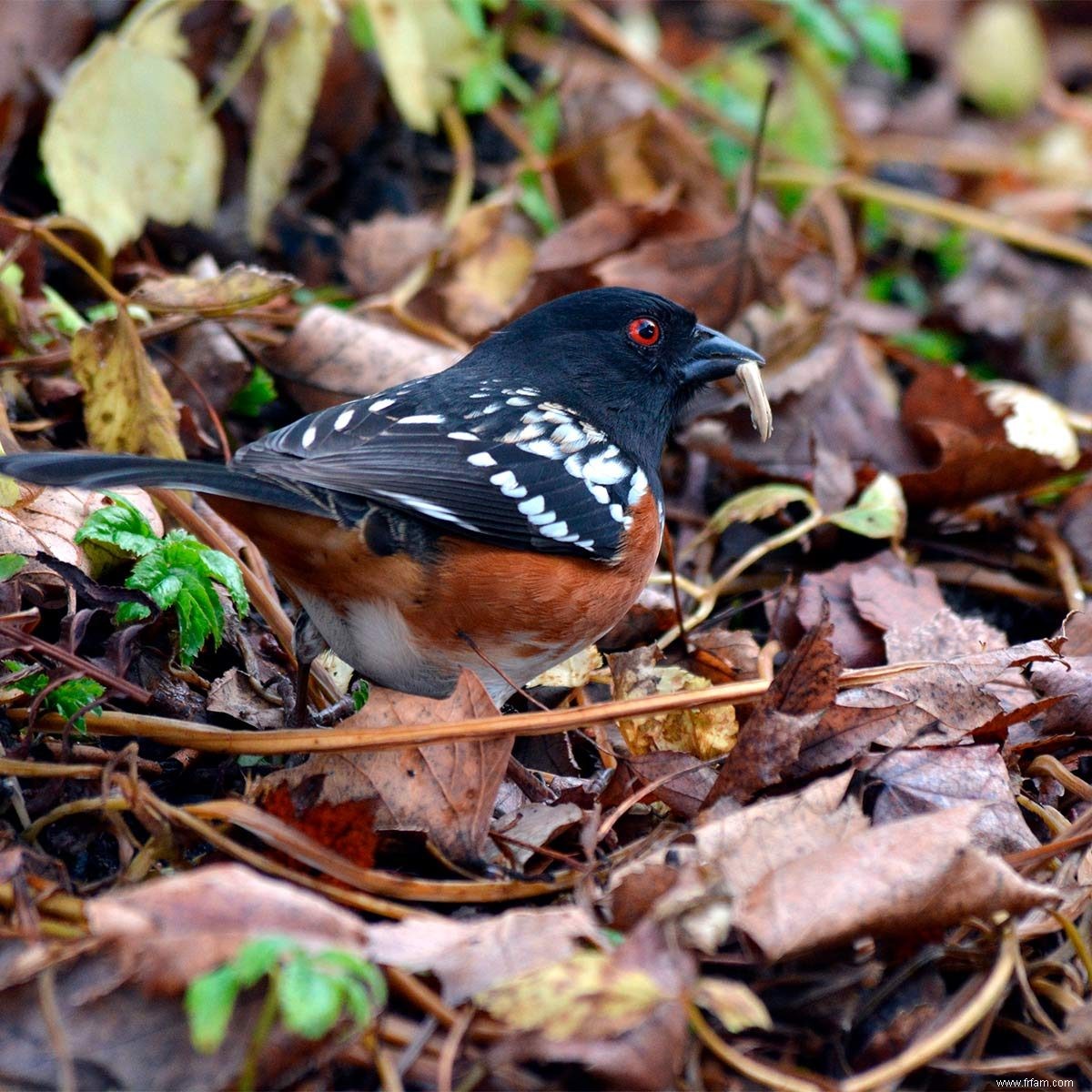 La meilleure façon d attirer les oiseaux qui ne visitent pas les mangeoires d oiseaux 