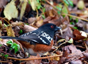 La meilleure façon d attirer les oiseaux qui ne visitent pas les mangeoires d oiseaux 