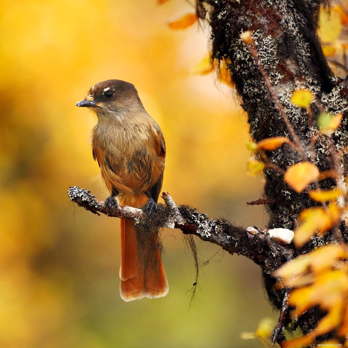 Liste de vérification pour l observation des oiseaux dans le jardin à l automne :13 conseils pour attirer plus d oiseaux dans votre jardin cet automne 