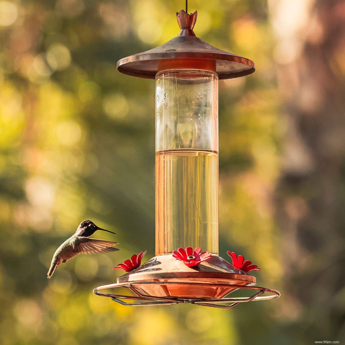 13 questions sur les mangeoires pour colibris auxquelles les pros ont répondu 