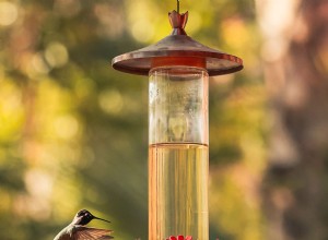 13 questions sur les mangeoires pour colibris auxquelles les pros ont répondu 