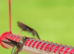 4 types de mangeoires que les colibris adorent 