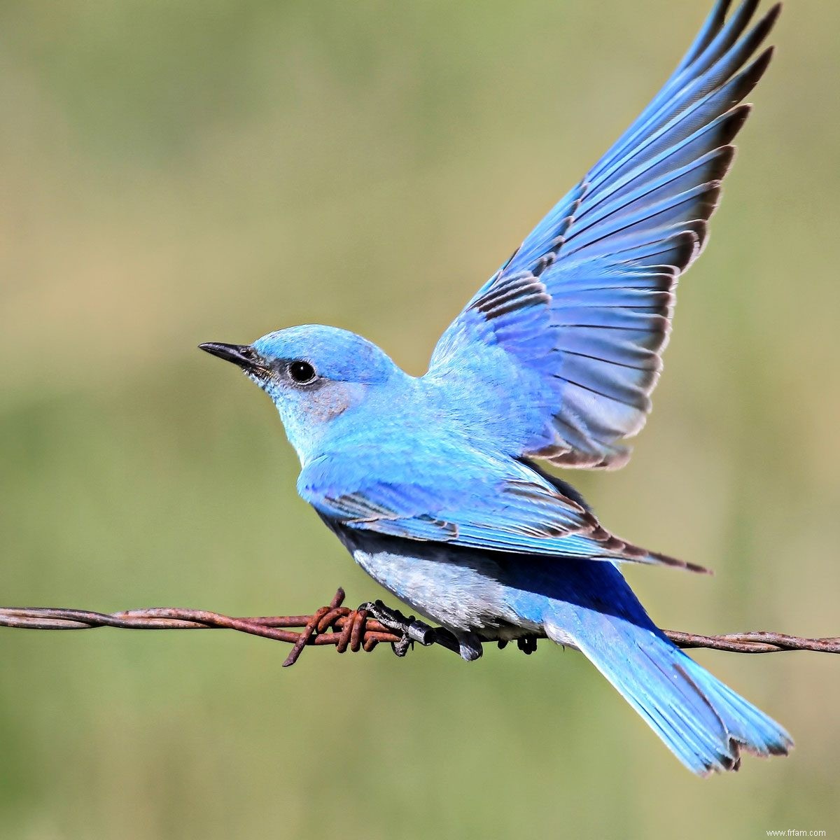 8 faits surprenants que vous ne saviez pas sur les oiseaux bleus 