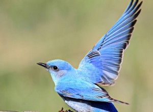 8 faits surprenants que vous ne saviez pas sur les oiseaux bleus 