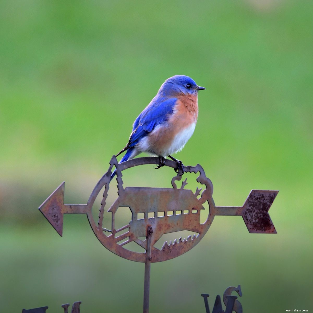 8 faits surprenants que vous ne saviez pas sur les oiseaux bleus 