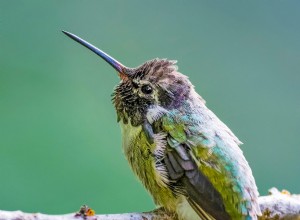 Demandez aux experts :combien de temps vivent les colibris ? 