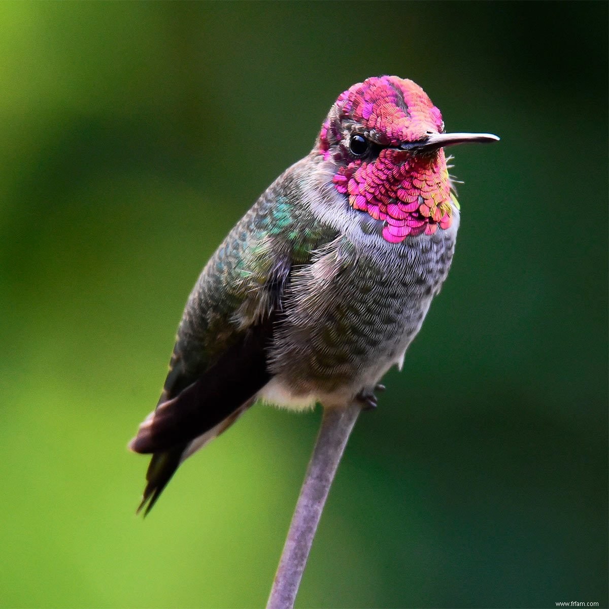 Caractéristiques uniques du colibri animé d Anna 