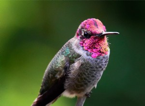 Caractéristiques uniques du colibri animé d Anna 