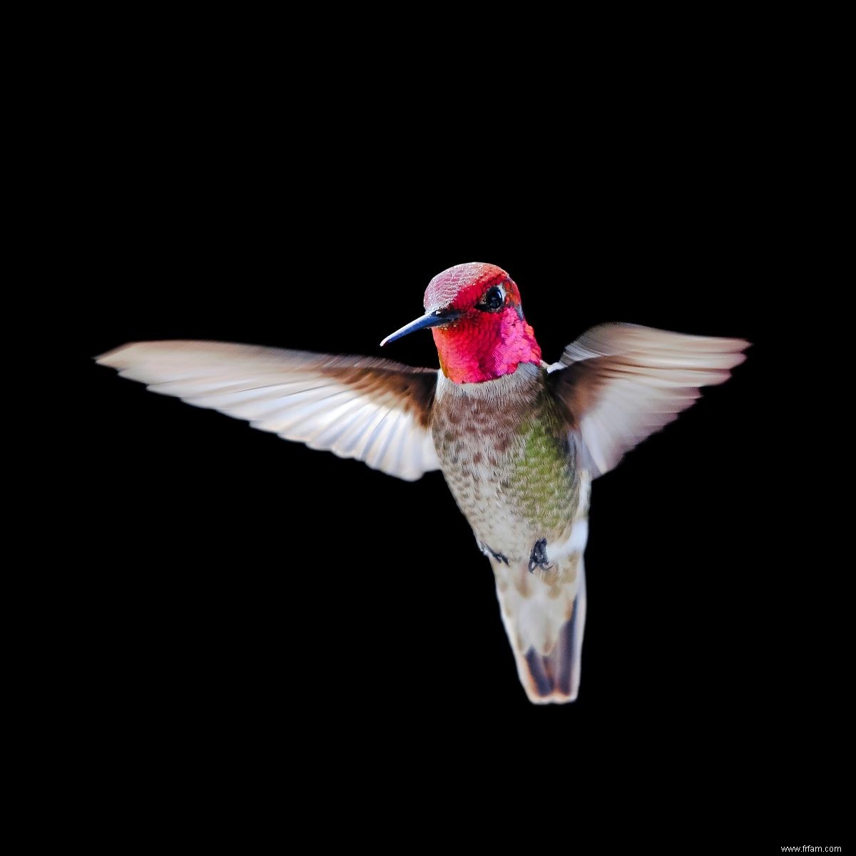 Caractéristiques uniques du colibri animé d Anna 