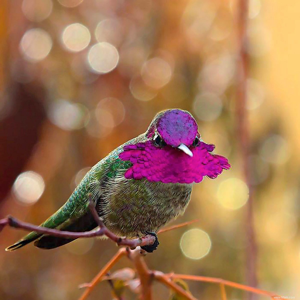 Caractéristiques uniques du colibri animé d Anna 