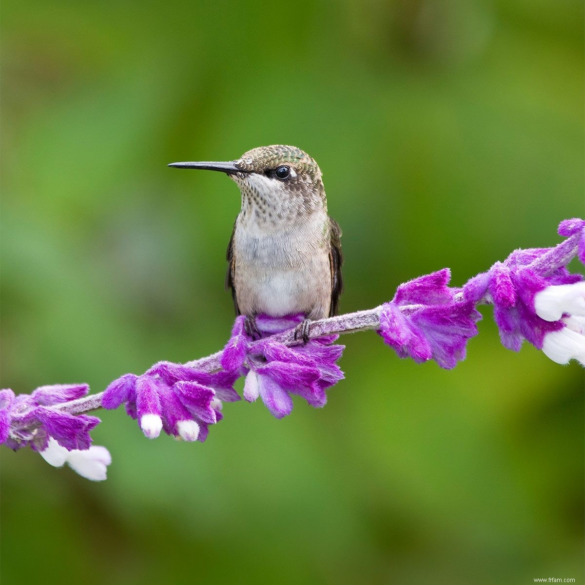 Les colibris adorent cette plante 