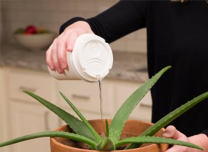 Tasse à café à emporter pour arroser les plantes 