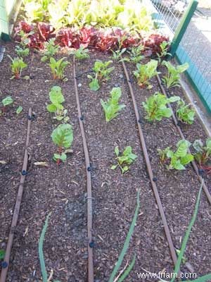 Irrigation goutte à goutte pour les légumes 