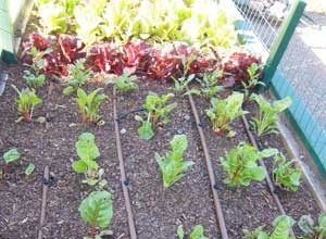 Irrigation goutte à goutte pour les légumes 