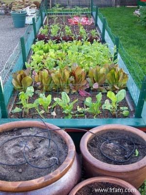 Irrigation goutte à goutte pour les légumes 