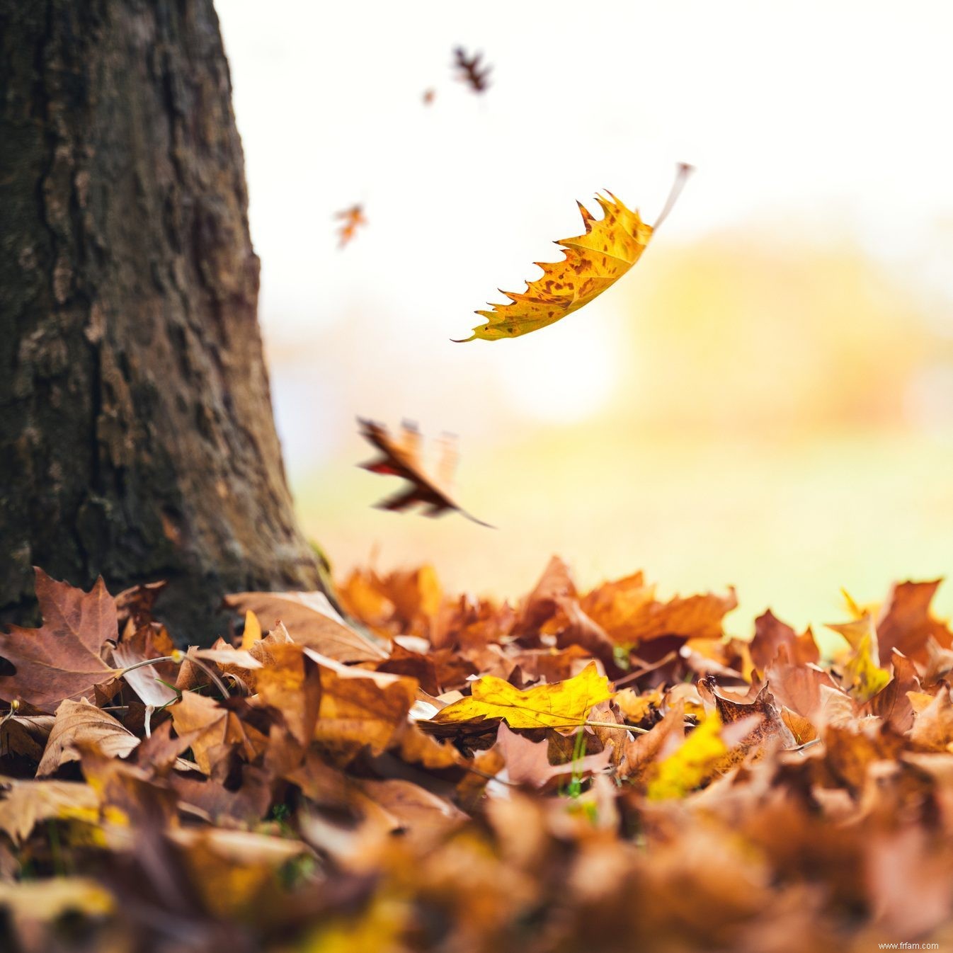 Si vos feuilles ne changent pas de couleur cet automne, voici ce que cela signifie 